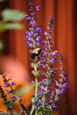 Bumble Bee vs Purple Flower 1