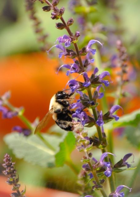Bumble Bee vs Purple Flower 2