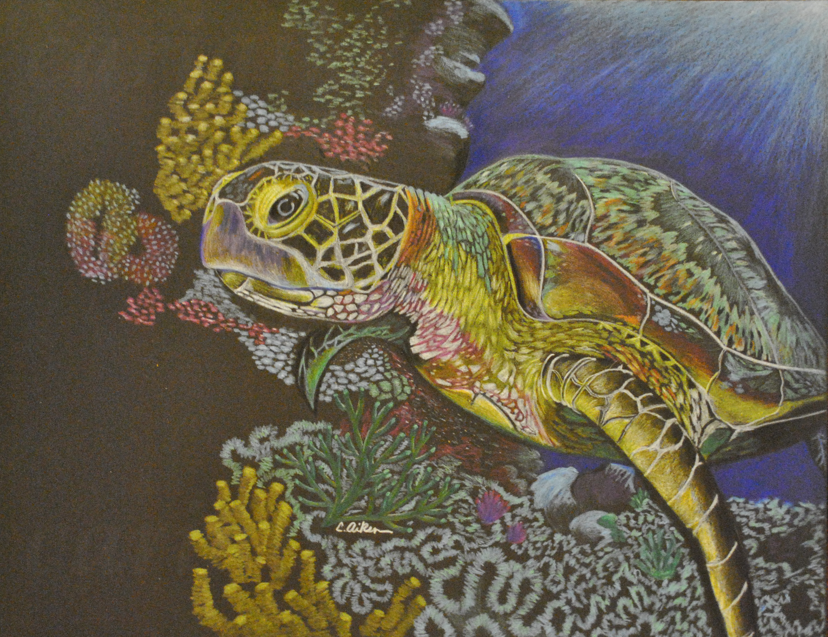 Turtle pro. Черепаха картина. Черепахи в живописи художников. Японские картины черепаха. Картины с черепахами для интерьера.